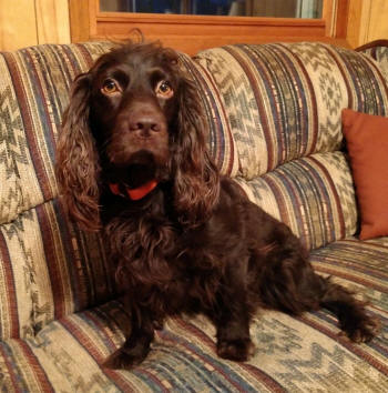 Boykin Spaniel - Brandywine Creek Boykin Spaniels - Our Boykin Spaniels